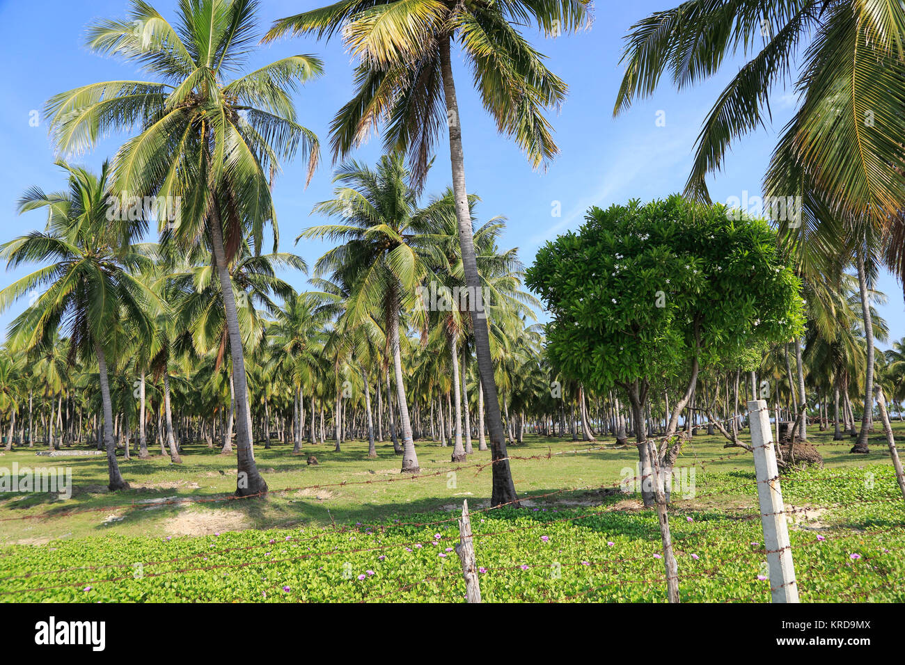 Baum-Kokosnuss-Plantage, Pasikudah Bay, Eastern Province, Sri Lanka, Asien Stockfoto