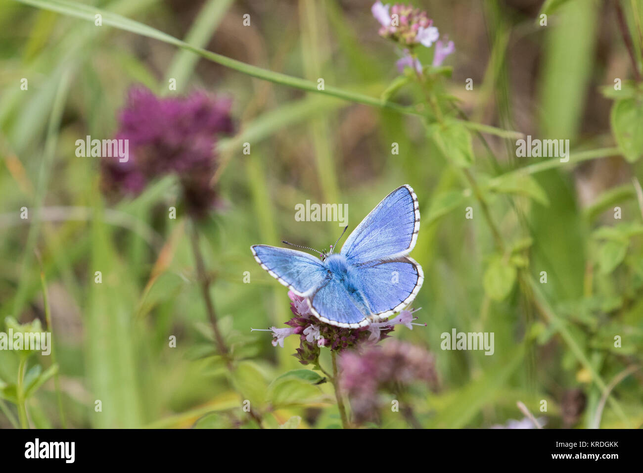 Adonis blau (Polyommatus bellargus) Stockfoto