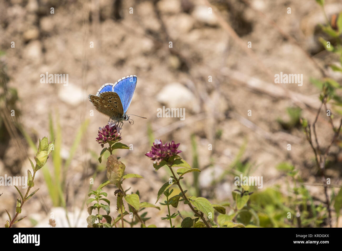 Adonis blau (Polyommatus bellargus) Stockfoto