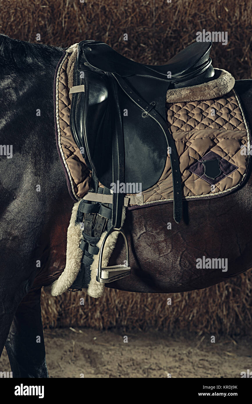 Sattel mit Steigbügeln auf dem Rücken eines Pferdes Stockfoto