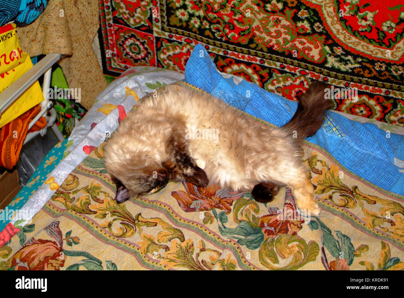 Die Neva Masquerade ist das Schlafen auf der Couch, Russland Stockfoto