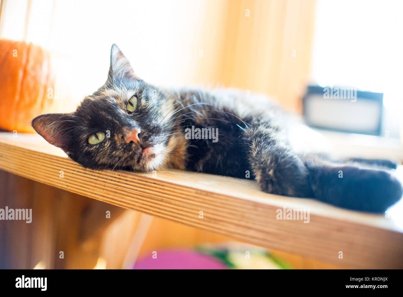 Triple Farbe Katze auf Holz Tisch mit Kürbis und helles Licht vom Fenster Stockfoto