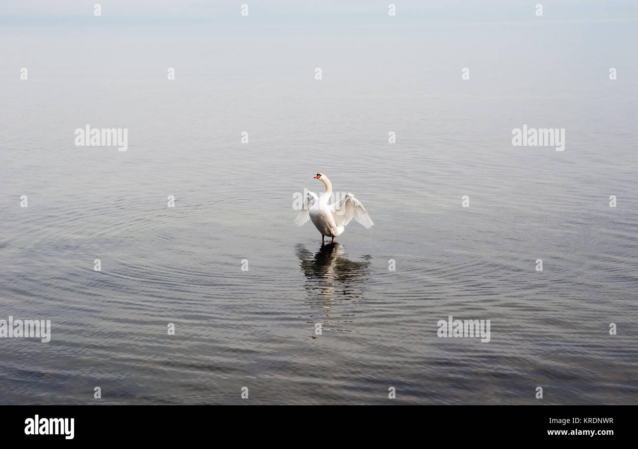 Einzelne weiße Schwan auf Wasser öffnen der Flügel. Stockfoto