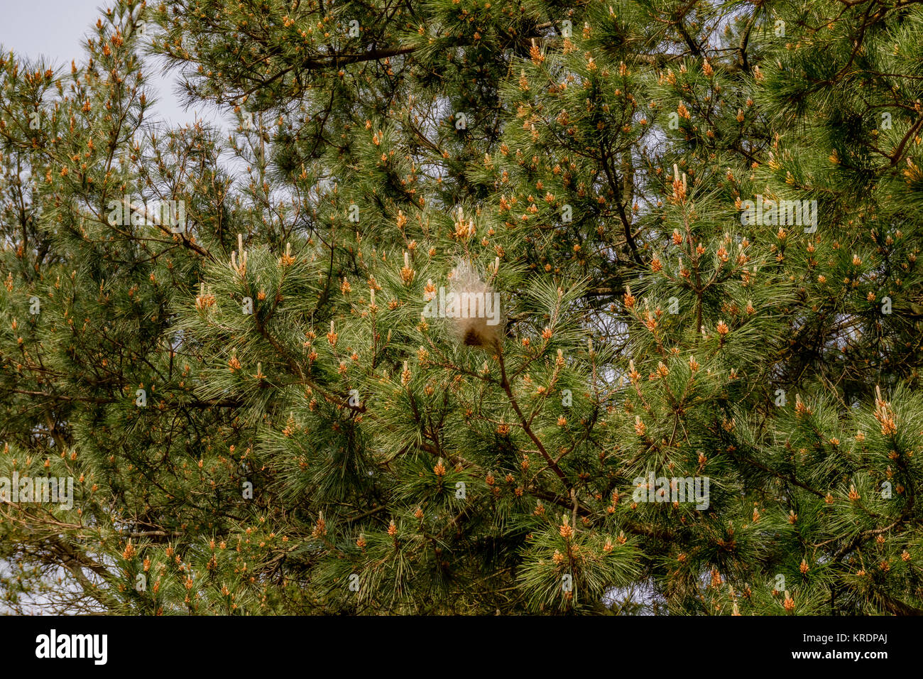 Kiefer processionary moth Raupen in silken Nester auf Pine Tree Winter zu überleben. Nord Spanien, Februar 2017. Stockfoto