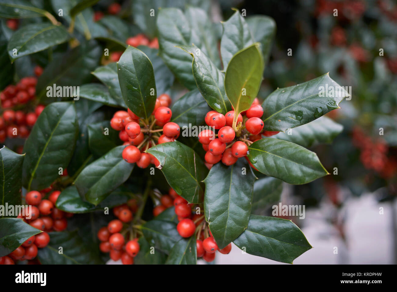 Ilex aquifolium Stockfoto