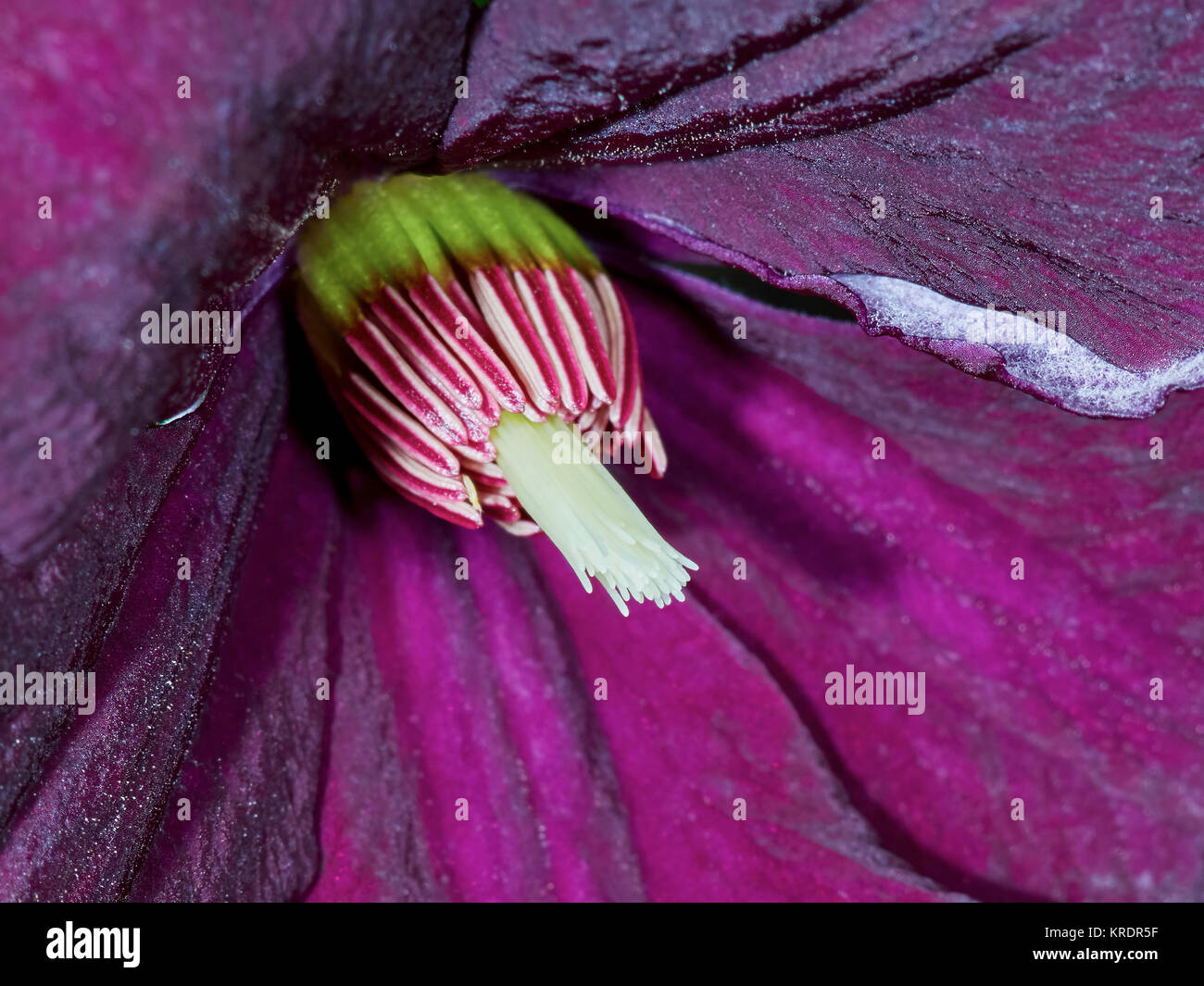 Closeup purple Clematis Blume Stockfoto