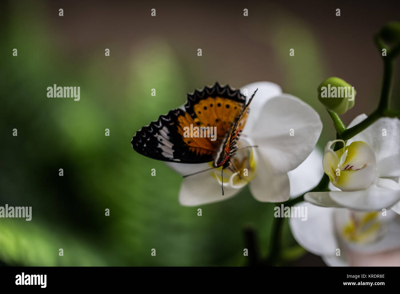 Schmetterling auf orchid Stockfoto