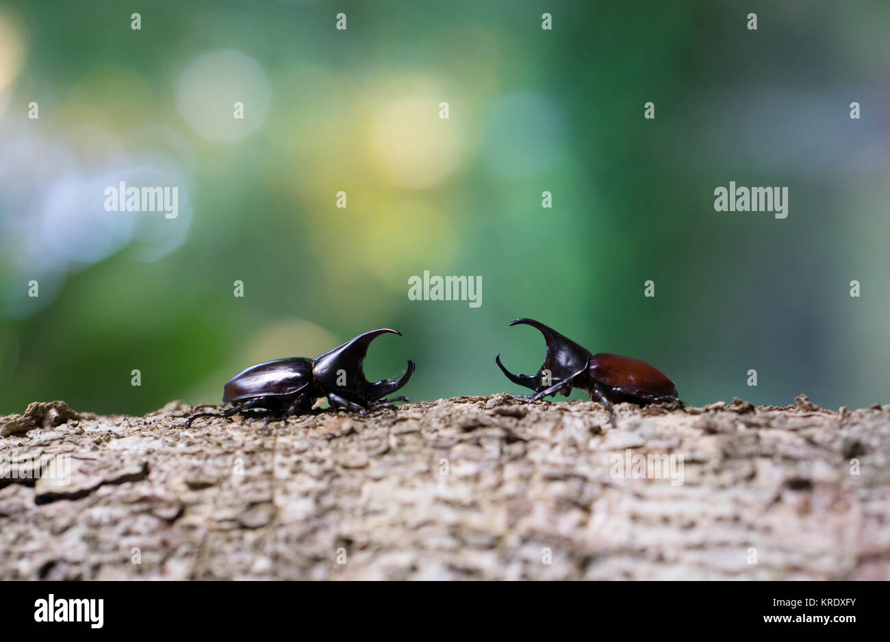 Nashornkäfer Stockfoto