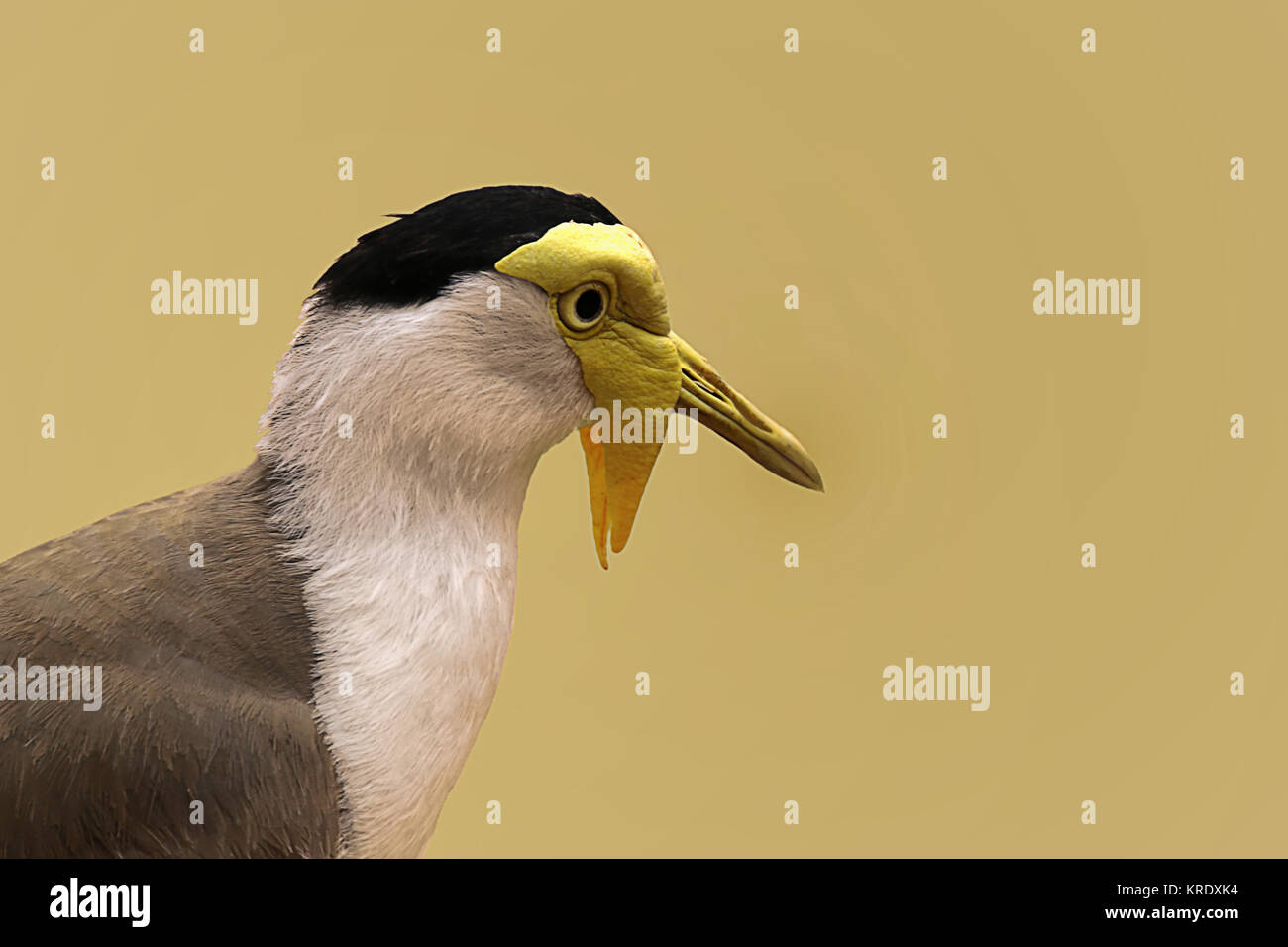Maskierte Klavendragen-Vanellus-Meilen Stockfoto