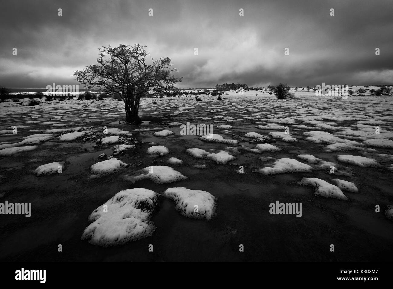 Beschneite Feld in einem trüben Wintertag Stockfoto