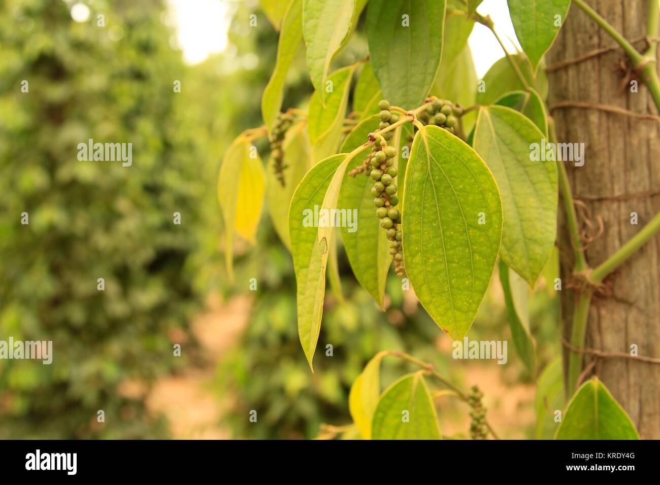 Makro Foto von Pfeffer Pflanze mit Zaunpfosten, Pfeffer Plantage, Phu Quoc, Vietnam Stockfoto