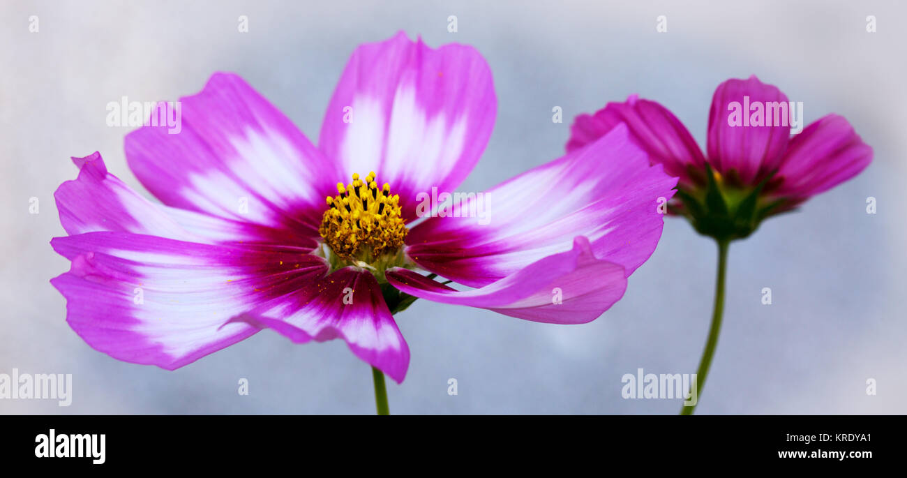 Sommer floral background. Selektiver Fokus in der Blume Rosa cosmos Blumen isoliert auf Grau. Stockfoto