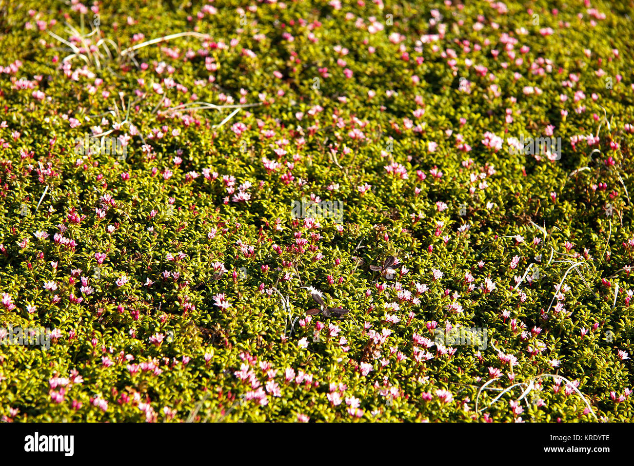 Blumenteppich in den Bergen Stockfoto