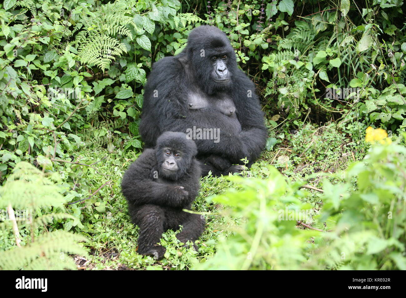 Gorilla-Wildtier Ruanda Afrika Tropenwald Stockfoto