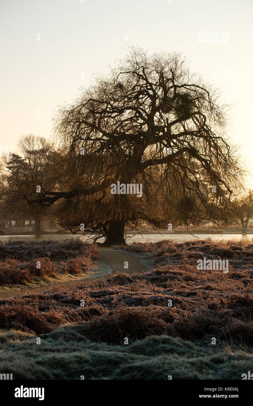 Willow Tree und gefrorene Gräser am Bushy Park im Winter Stockfoto