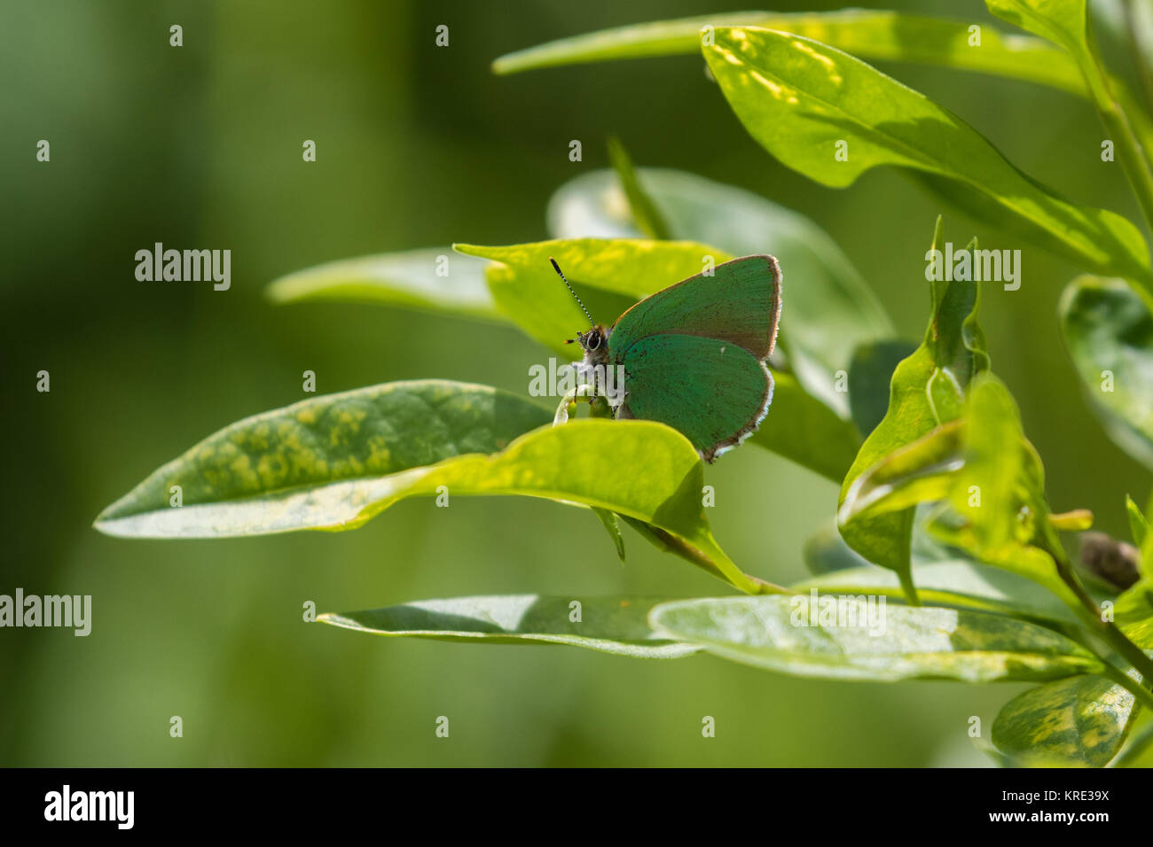 Grüner Zipfelfalter (Callophrys Rubi) Stockfoto