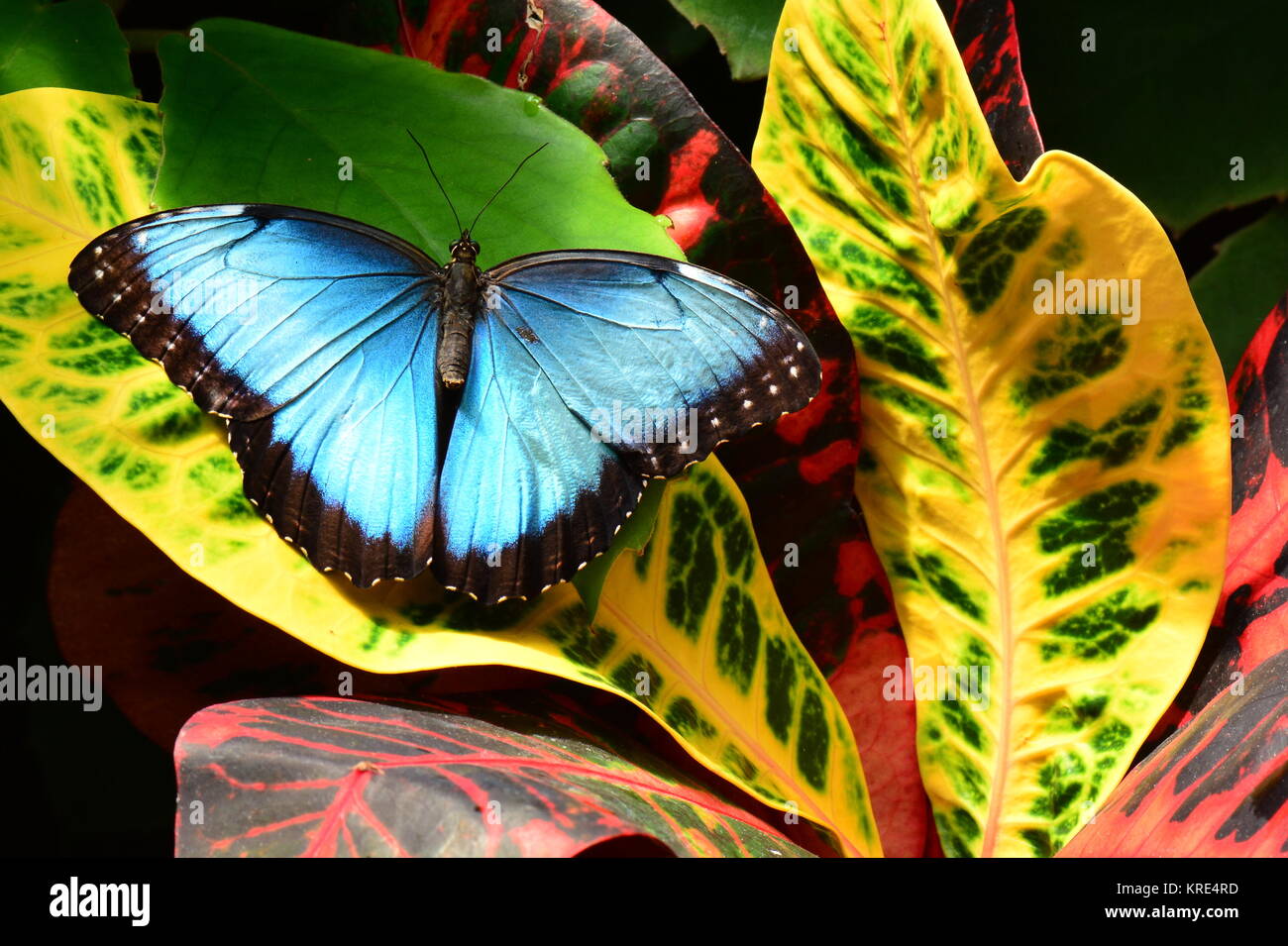 Eine hübsche blaue Morpho butterfly landet auf einem croton Pflanze im Garten. Stockfoto