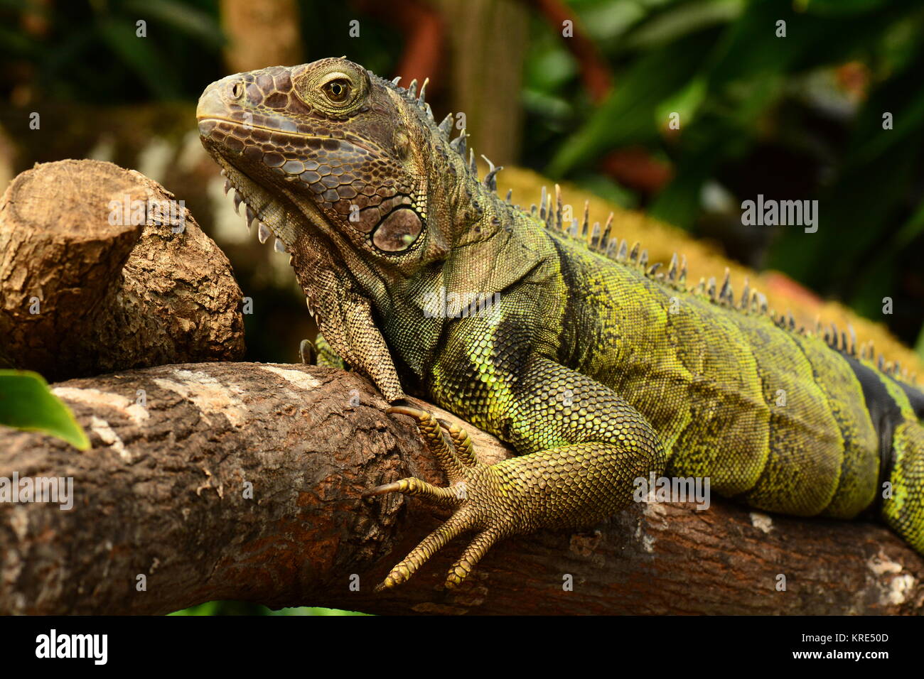 Ein grüner Leguan stellt für seine Fotos in die Gärten Stockfoto