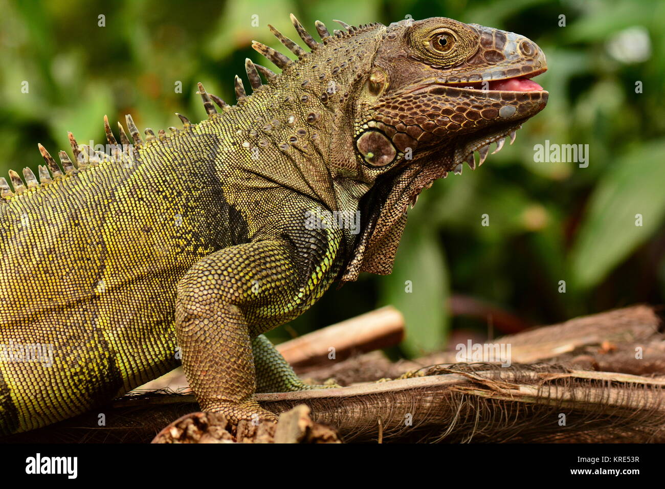 Ein grüner Leguan stellt für seine Fotos in die Gärten Stockfoto