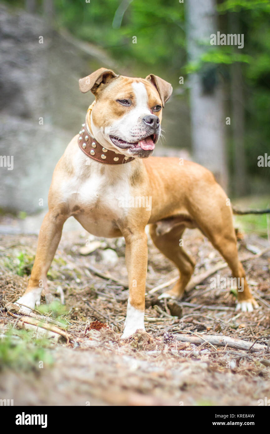 Bulldog Typ Hund mit Nietkragen Stockfoto