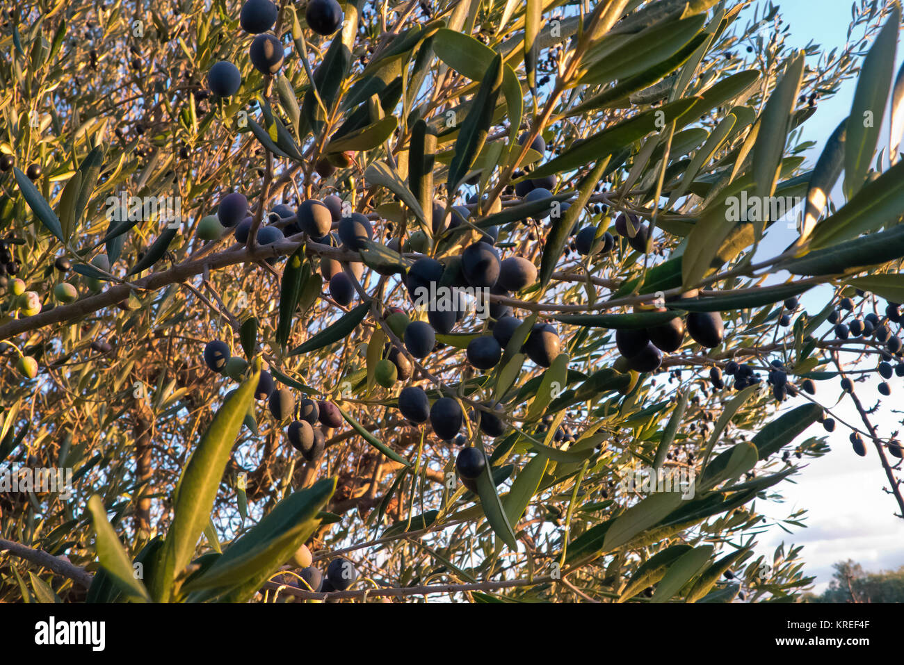 Anbau und Wachstum der Qualitt der Oliven in Apulien Stockfotografie -  Alamy