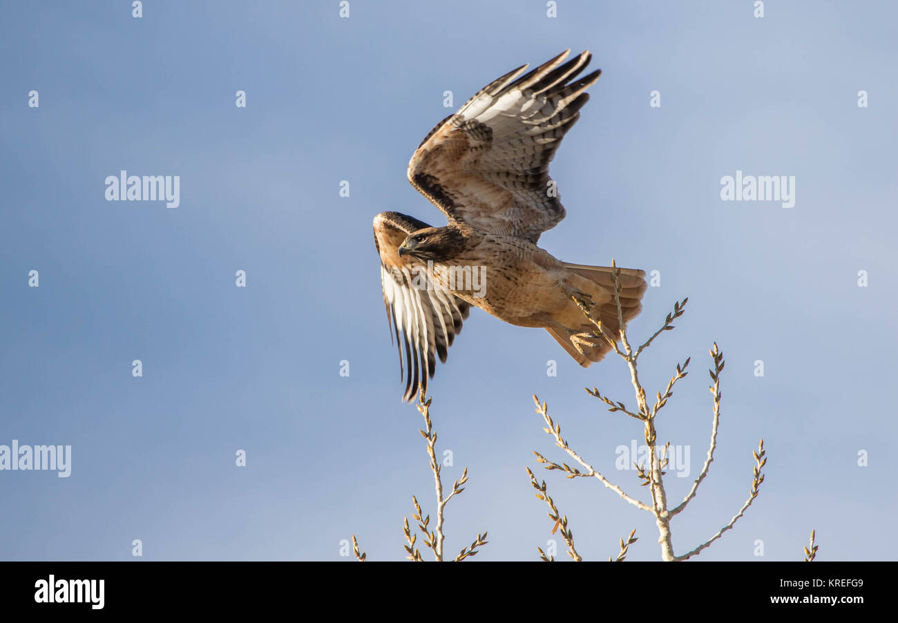 Rot - angebundener Falke im Flug Stockfoto