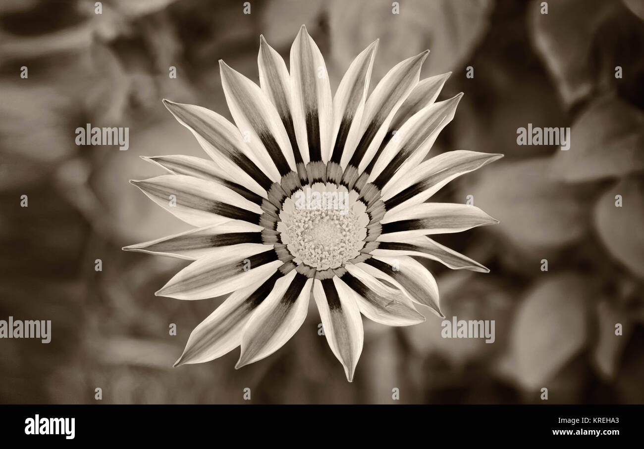 Ghazania Blume auf natürliche Hintergrund in Sepia Farbe Stockfoto