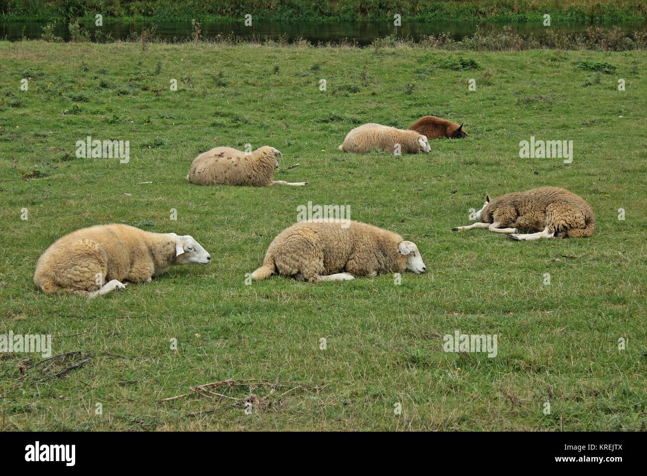 Schlafende Schafe am Fuldafer Stockfoto