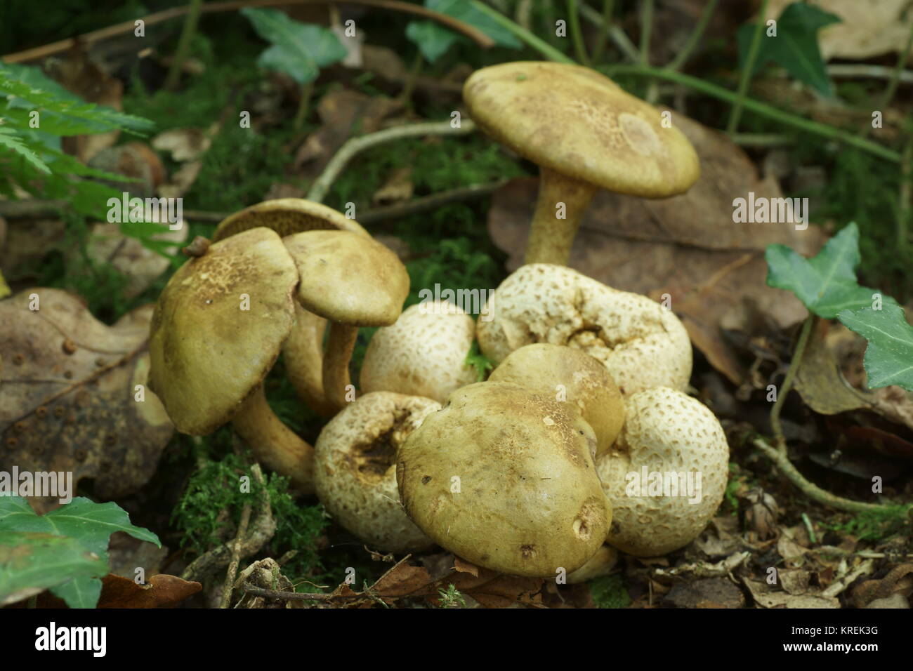 Boletus parasiticus Stockfoto