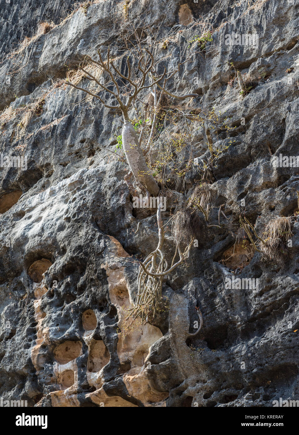 Madagaskar Flasche Baum (Pachypodium baronii) wächst auf Kalkstein in der Tsingy de Bemaraha National Park. Madagaskar, Afrika. Stockfoto