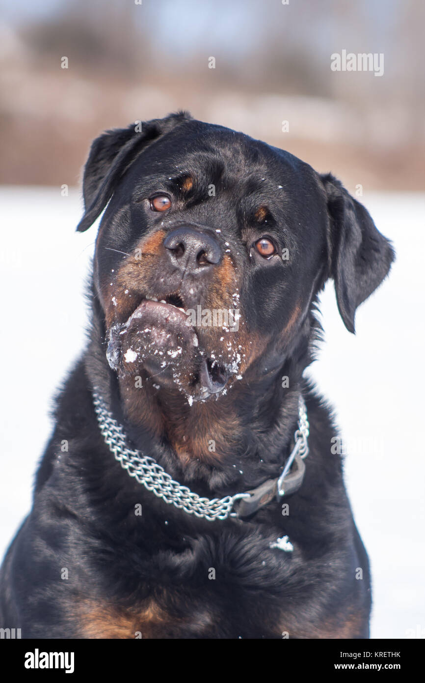 Rottweiler Hund (Canis Lupus Familiaris) im Schnee Stockfoto