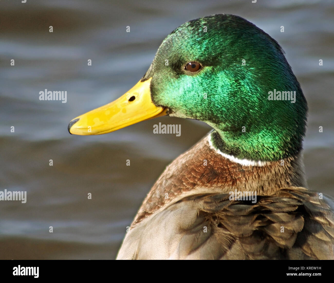 Stockente Männchen mit seinen unverwechselbaren grünen Kopf und leuchtend gelben Schnabel Stockfoto