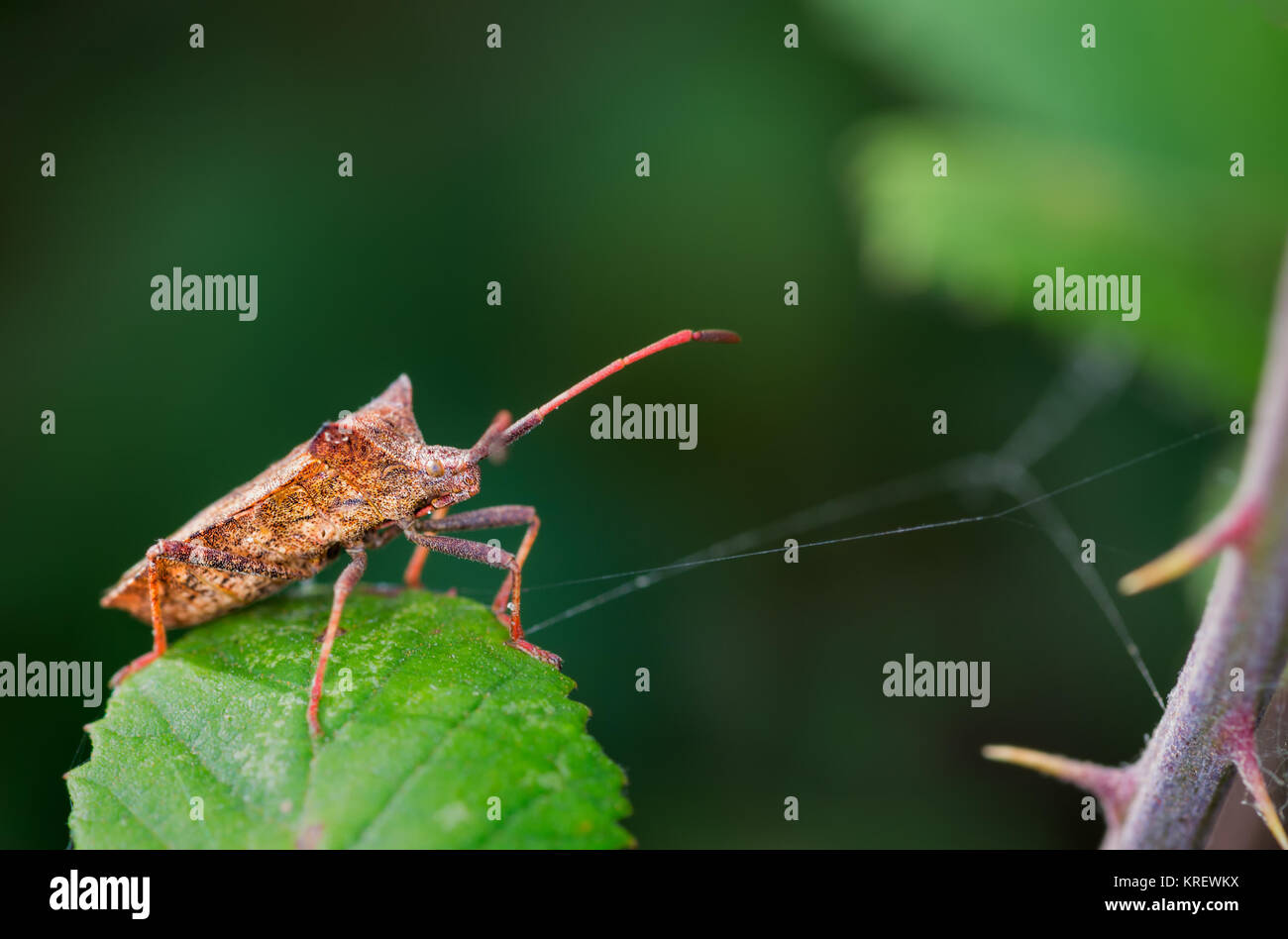 Fehler in ihrer natürlichen Umgebung fotografiert. Stockfoto