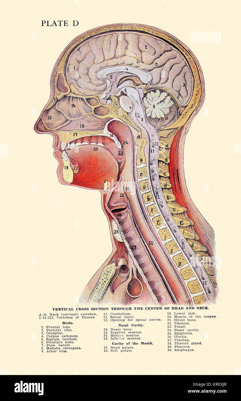 1920 erstaunliche Querschnitt der menschlichen Kopf anatomische Platte. Stockfoto