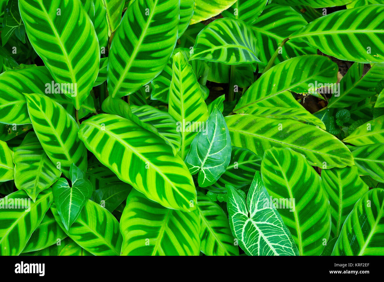 Zebra pflanze calathea zebrina Fotos und Bildmaterial in hoher