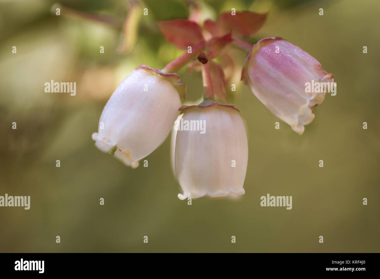 Heidelbeere (Vaccinium corymbosum 'Earliblue') Stockfoto