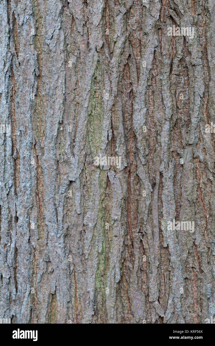 Berg-Ulme, Bergulme, Rinde, Borke, Stamm, Baumstamm, Ulme, Weißrüster, Ulmus glabra, Ulmus scabra, Ulmus Montana, Berg-ulme, Scots Elm, Elm, Rinde, Rinde Stockfoto