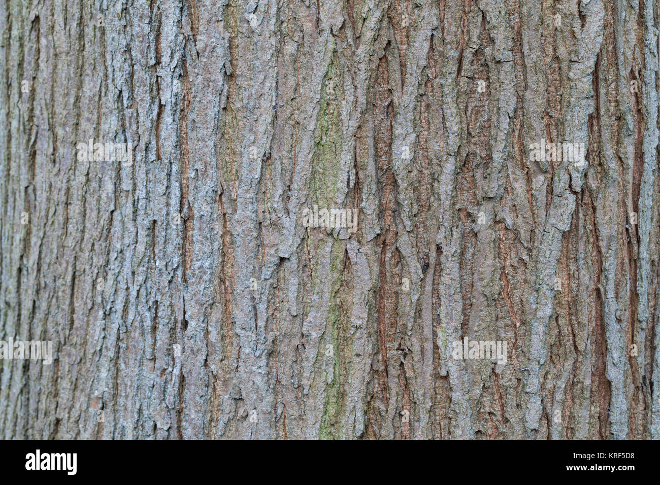 Berg-Ulme, Bergulme, Rinde, Borke, Stamm, Baumstamm, Ulme, Weißrüster, Ulmus glabra, Ulmus scabra, Ulmus Montana, Berg-ulme, Scots Elm, Elm, Rinde, Rinde Stockfoto
