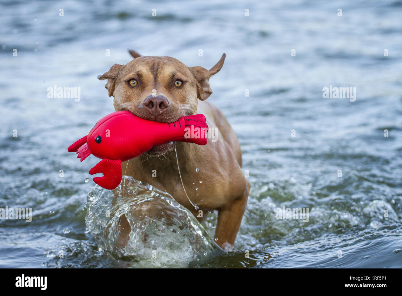 Die Pit Bulldog spielen mit einem roten Spielzeug in der Wasser Stockfoto