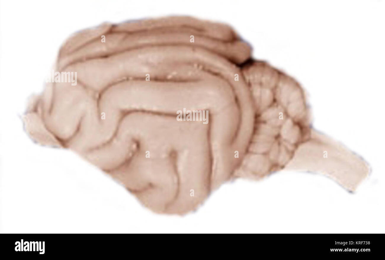 Cat Gehirn Stockfoto