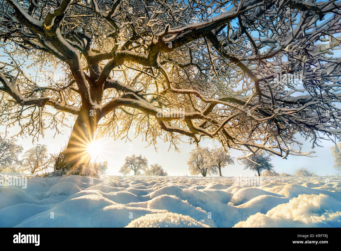 Winter Landschaft mit der Sonne hinter einem wunderschönen Schnee leuchtend-fallenden Baum auf einem Feld mit blauem Himmel Stockfoto