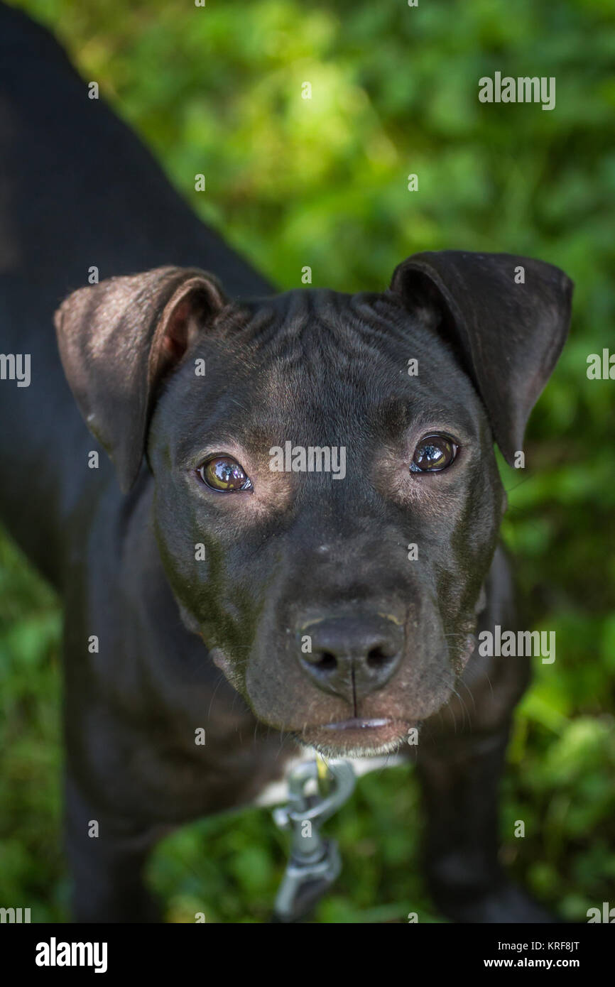 Black American Pit Bull Terrier Welpe Stockfoto