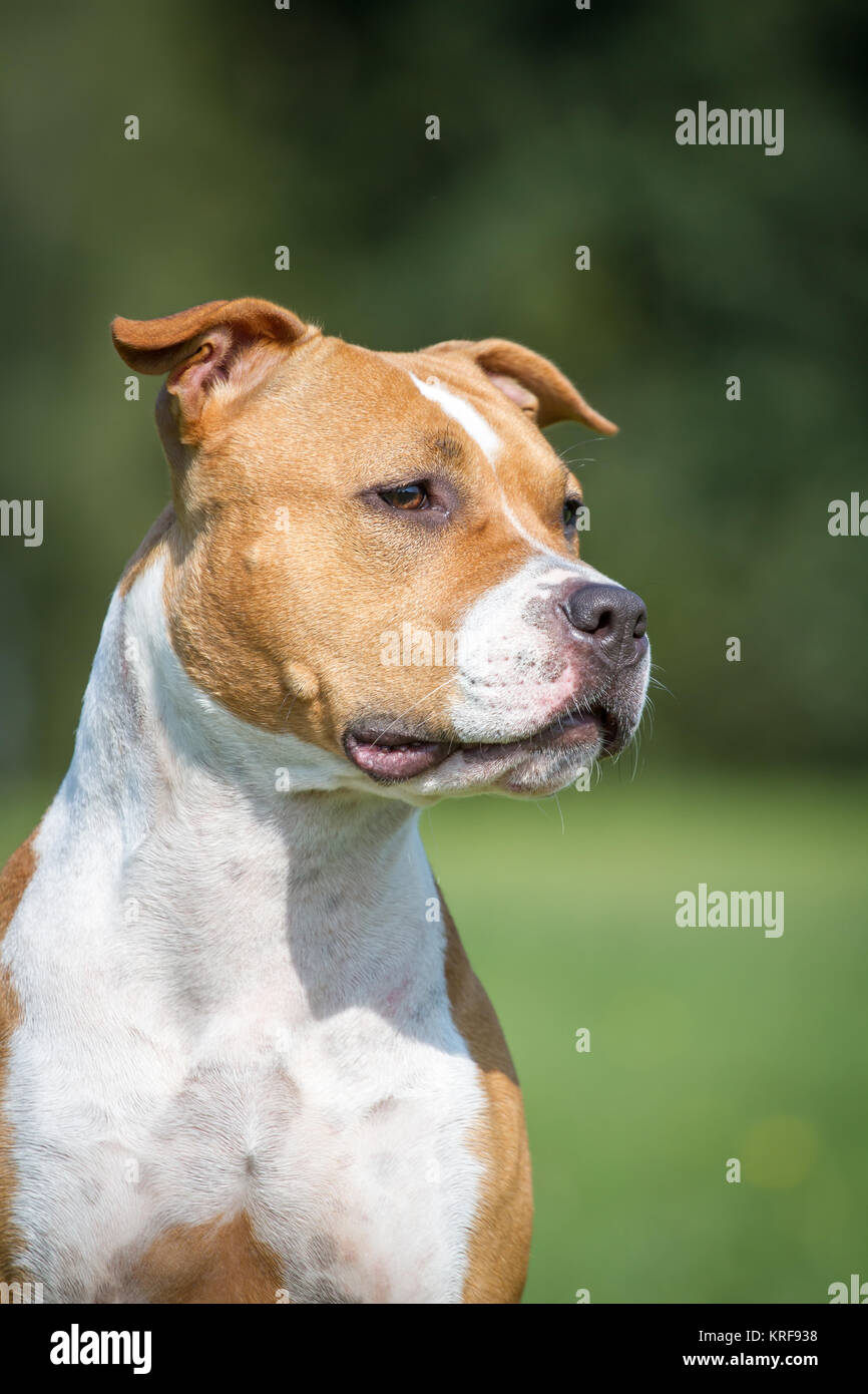 American Staffordshire Terrier Hündin Stockfoto