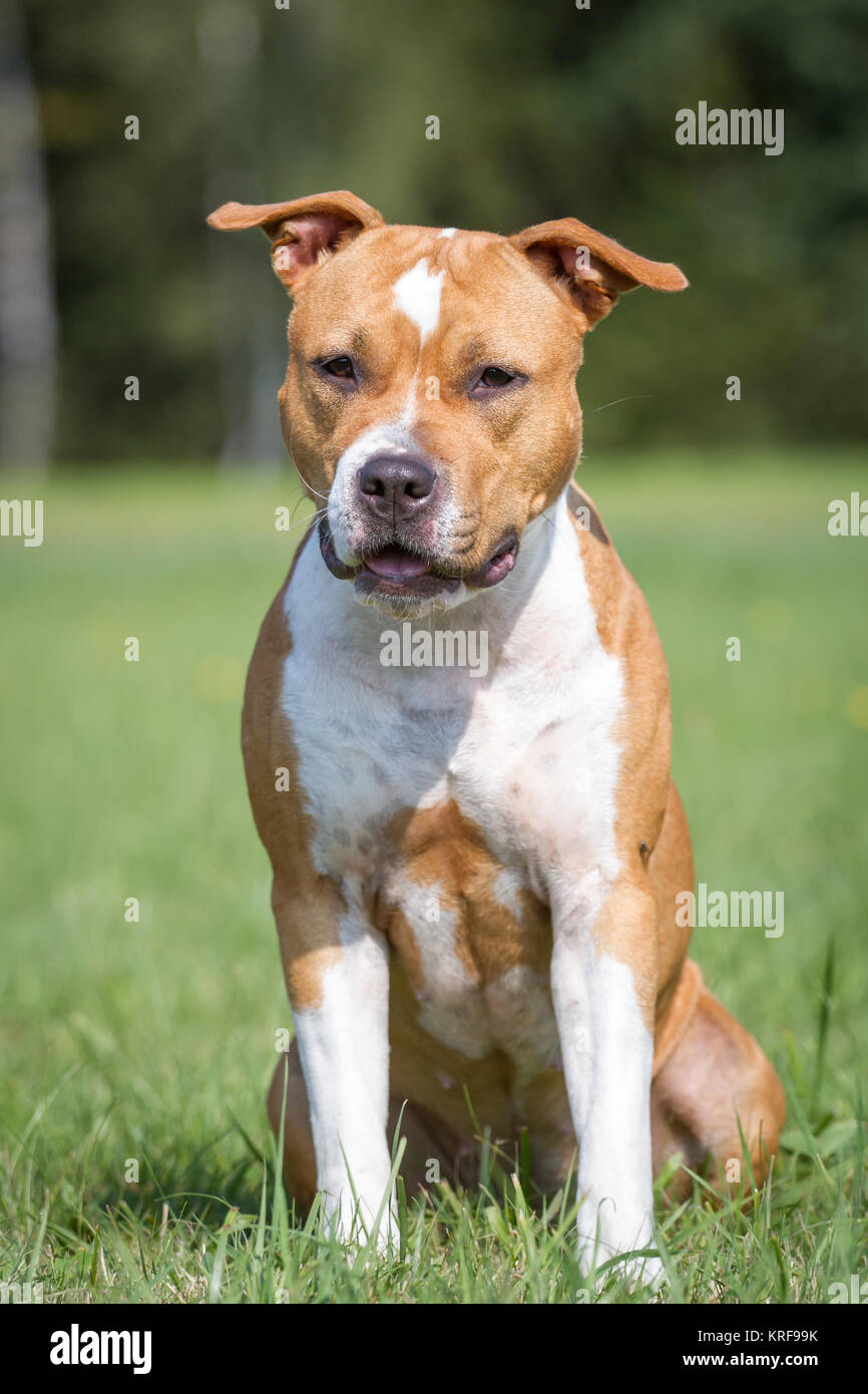 American Staffordshire Terrier Hündin Stockfoto