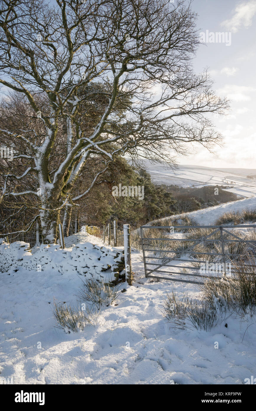 Verschneite Bäume an einem Wintermorgen in der englischen Landschaft, Hayfield, Derbyshire, England. Stockfoto