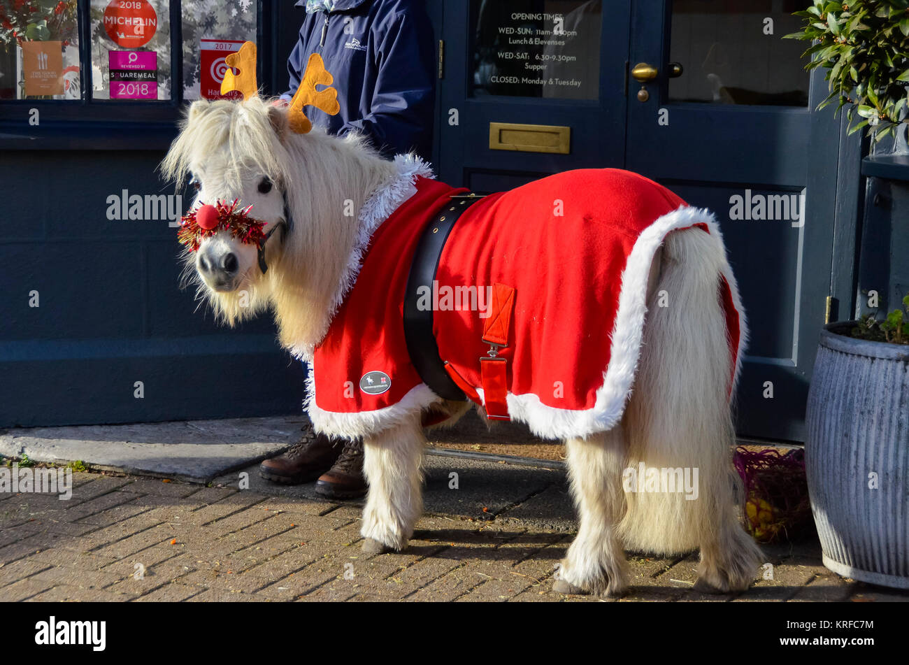 Beaminster, Dorset, Großbritannien. Dezember 2017 19. Eine Ferne Animal Sanctuary Shetland pony in Beaminster in Dorset geschmückt in eine festliche Weihnachten kostüm Mitglieder der Öffentlichkeit in einer Bemühung, die Mittel für das Heiligtum in Chard zu heben. Foto: Graham Jagd-/Alamy leben Nachrichten Stockfoto