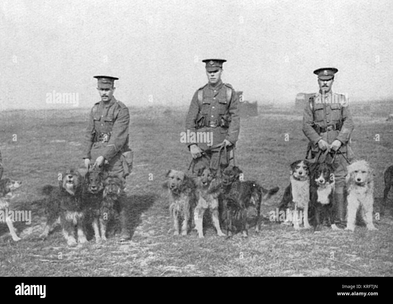 Tierhalter und ihre Hunde- Abgaben in der Britischen Hundeschule, wo Hunde ausgebildet wurden als Boten an der Front während des Ersten Weltkrieges zu handeln. Die Schule wurde erstmals auf der Basis von Shoeburyness und dann nach Salisbury Plain verschoben. Die Lage dieses Foto ist nicht identifiziert. Datum: 1917 Stockfoto