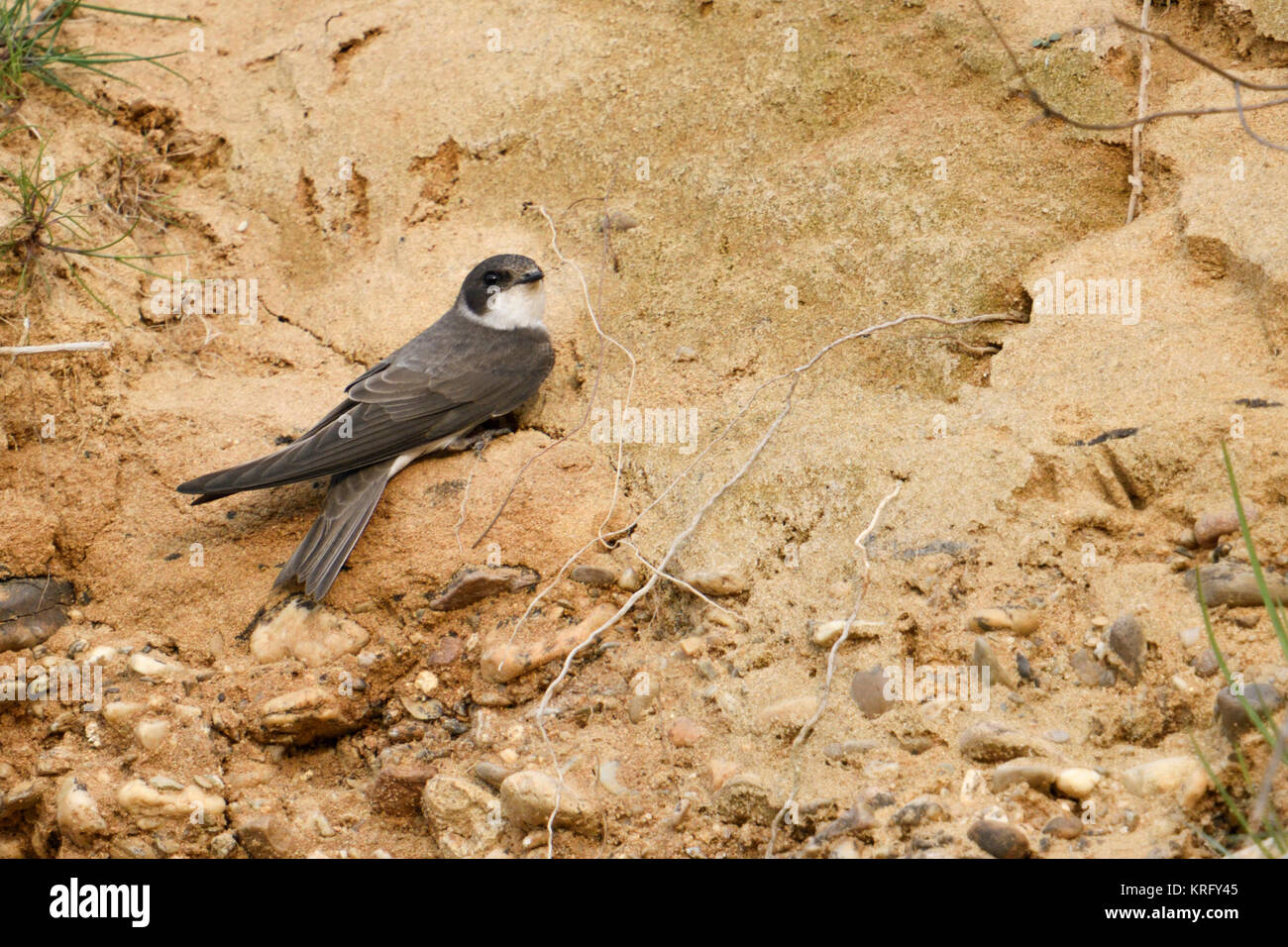 Sand Martin/Bank Schlucken (Riparia riparia) gerade in seiner Zucht Gebiet kam, in der einen Sandkasten, Wildlife, Europa thront. Stockfoto