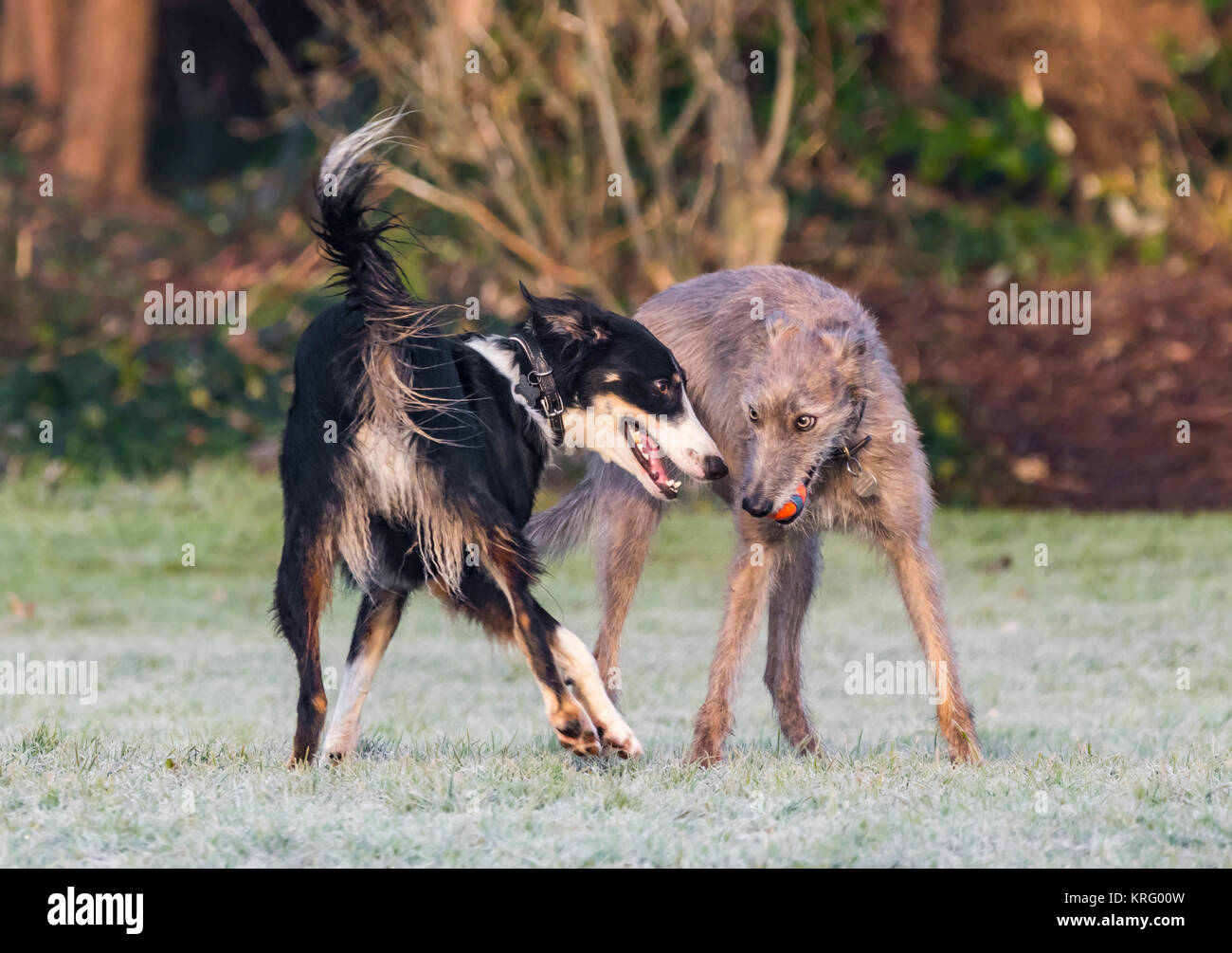 Paar verschiedene Hunde zusammen spielen mit einem Ball auf einem kalten frostigen Winter's Morgen. Stockfoto