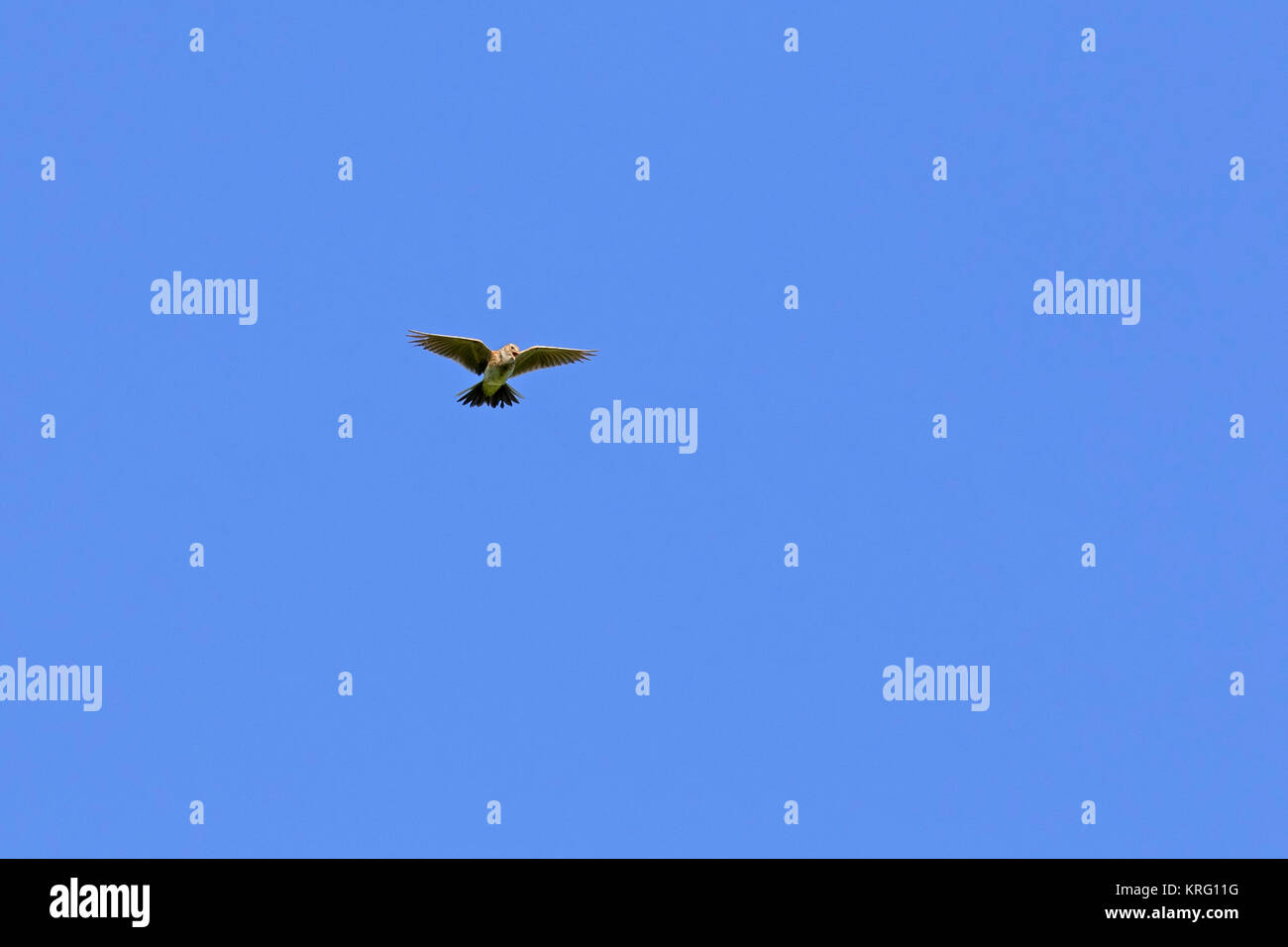 Singen Feldlerche/gemeinsame Feldlerche (Alauda arvensis) im Flug gegen den blauen Himmel Stockfoto